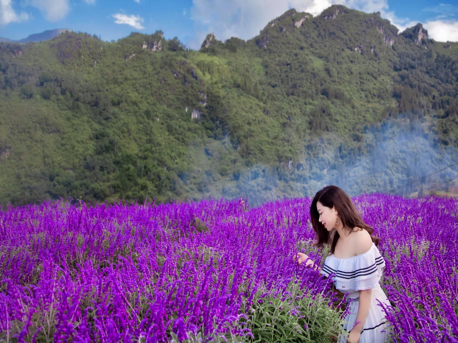 Mê mẩn trước vườn hoa lavender ở Sa Pa