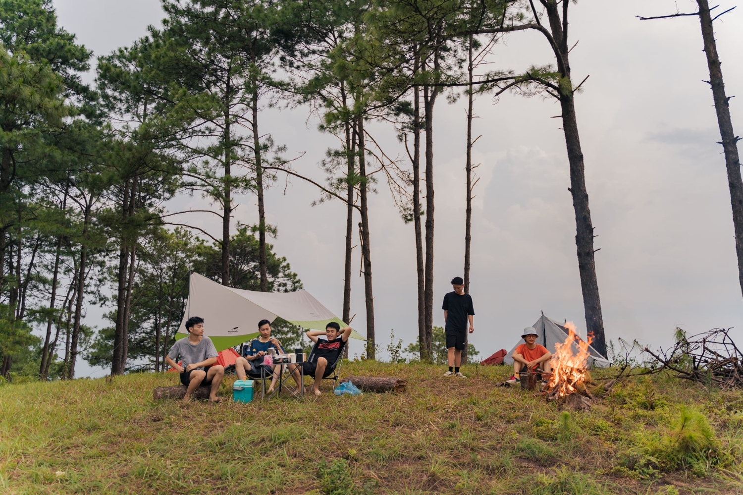 Đồi thông Vinh Quý - Một thoáng mơ màng trong lòng Hạ Lang