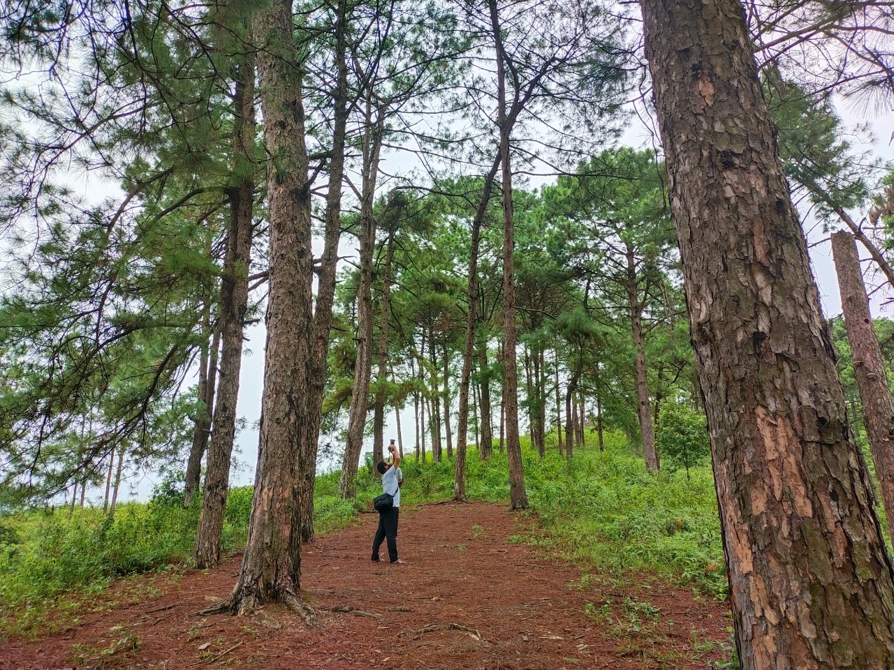 Đồi thông Vinh Quý - Một thoáng mơ màng trong lòng Hạ Lang