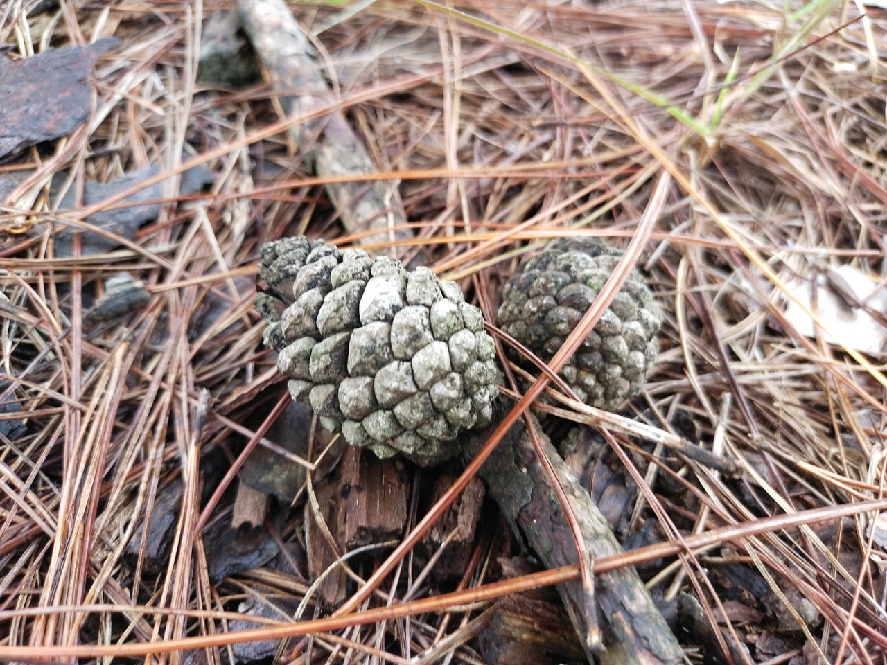 Đồi thông Vinh Quý - Một thoáng mơ màng trong lòng Hạ Lang