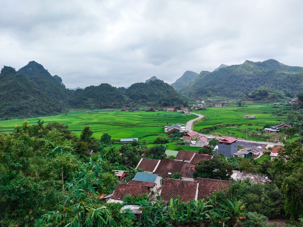 Đồi thông Vinh Quý - Một thoáng mơ màng trong lòng Hạ Lang