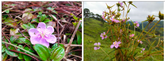 Đồi thông Vinh Quý - Một thoáng mơ màng trong lòng Hạ Lang