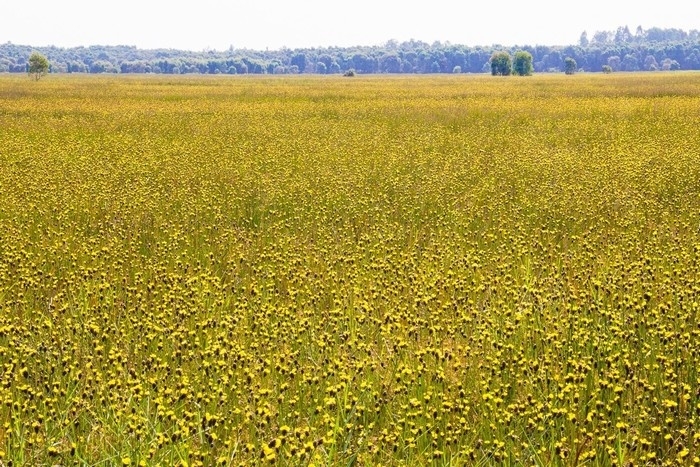 Vẻ đẹp độc đáo của Vườn quốc gia Tràm Chim