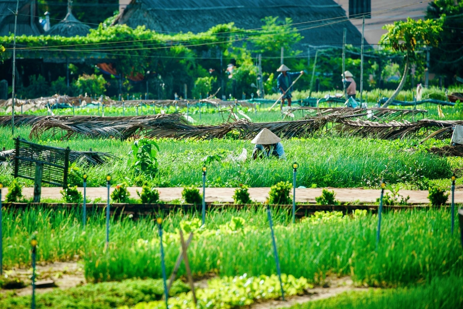 Bộ Y tế hướng dẫn dùng y học cổ truyền để phòng chống Covid-19