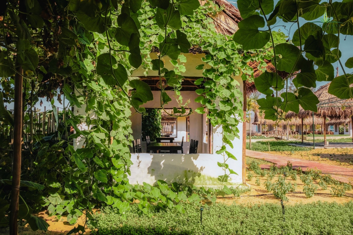 Bộ Y tế hướng dẫn dùng y học cổ truyền để phòng chống Covid-19