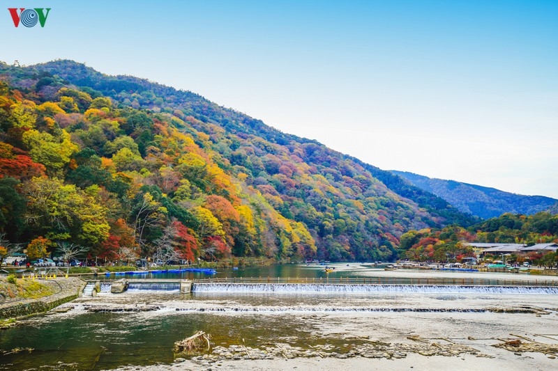 Đến Kyoto, lạc lối giữa rừng phong lá đỏ den kyoto lac loi giua rung phong la do