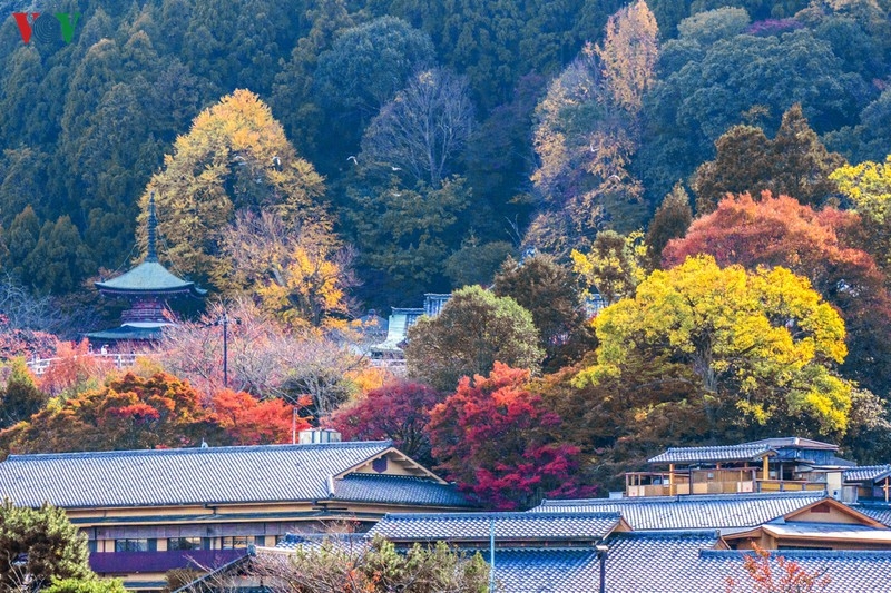 Đến Kyoto, lạc lối giữa rừng phong lá đỏ den kyoto lac loi giua rung phong la do