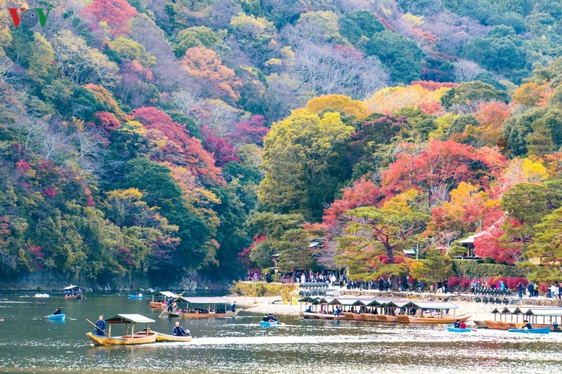 Đến Kyoto, lạc lối giữa rừng phong lá đỏ den kyoto lac loi giua rung phong la do