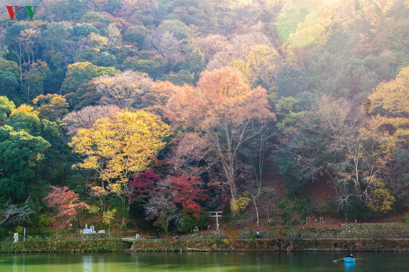 Đến Kyoto, lạc lối giữa rừng phong lá đỏ den kyoto lac loi giua rung phong la do