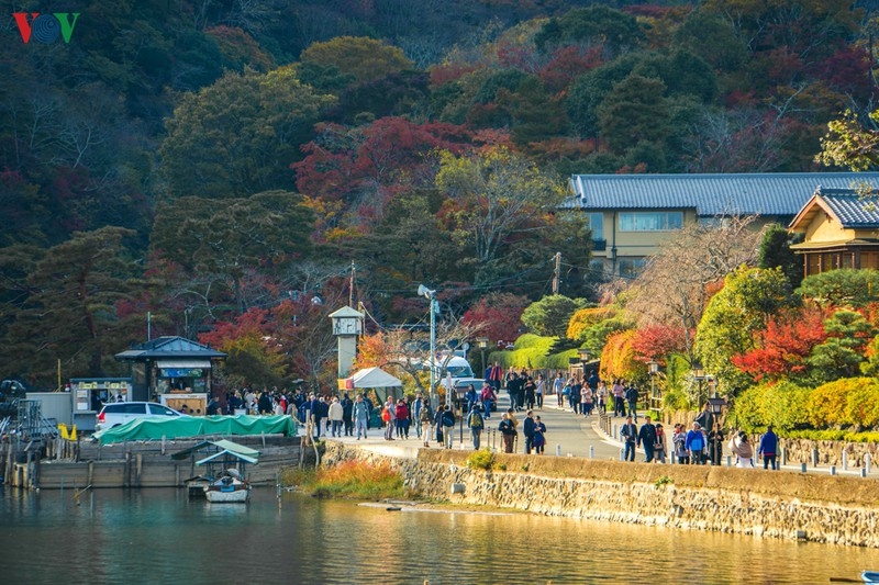 Đến Kyoto, lạc lối giữa rừng phong lá đỏ den kyoto lac loi giua rung phong la do