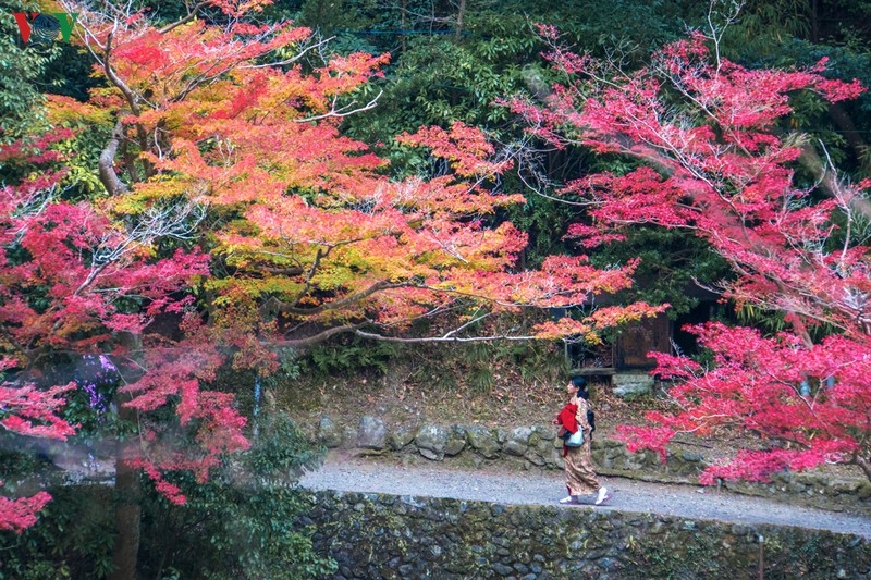Đến Kyoto, lạc lối giữa rừng phong lá đỏ den kyoto lac loi giua rung phong la do