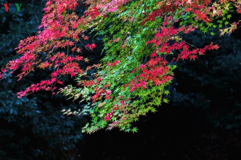 Đến Kyoto, lạc lối giữa rừng phong lá đỏ den kyoto lac loi giua rung phong la do