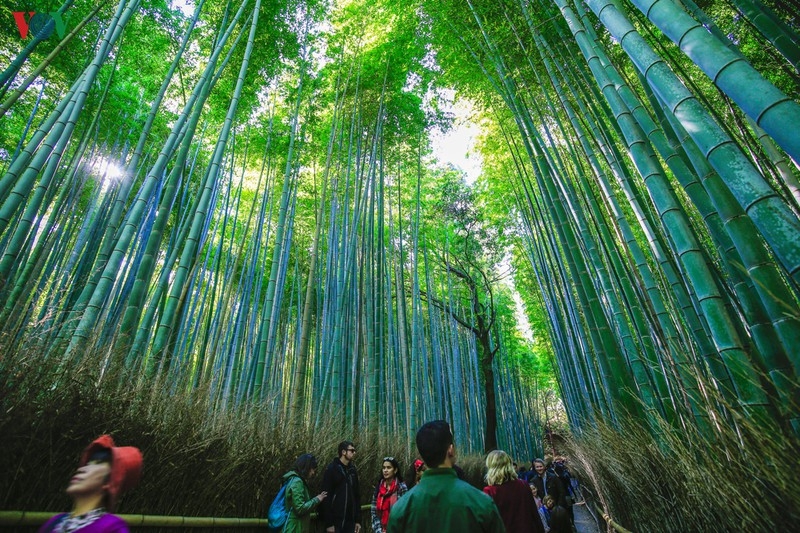 Đến Kyoto, lạc lối giữa rừng phong lá đỏ den kyoto lac loi giua rung phong la do