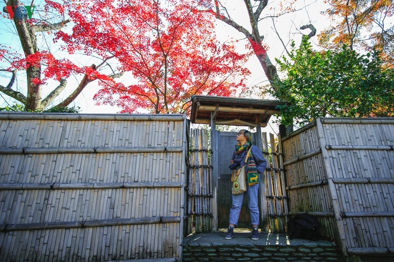 Đến Kyoto, lạc lối giữa rừng phong lá đỏ den kyoto lac loi giua rung phong la do