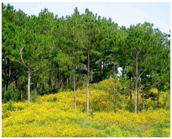 da lat xon xao mua da quy