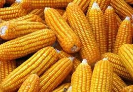 Giá ngô trên thế giới sẽ vẫn tiếp tục giảm nhẹ trong tuần tới