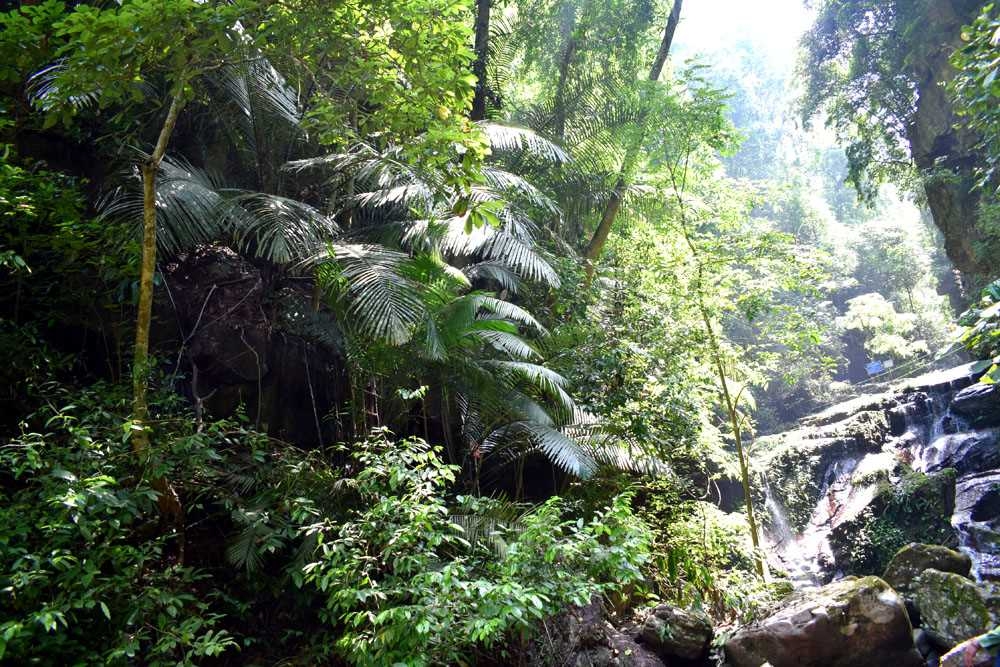 Rừng tự nhiên Hà Lâu