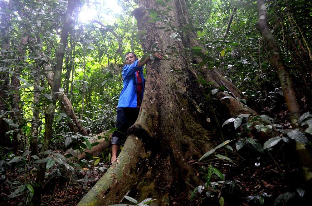 Rừng tự nhiên Hà Lâu