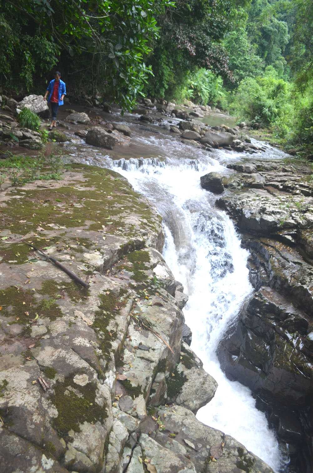 Rừng tự nhiên Hà Lâu