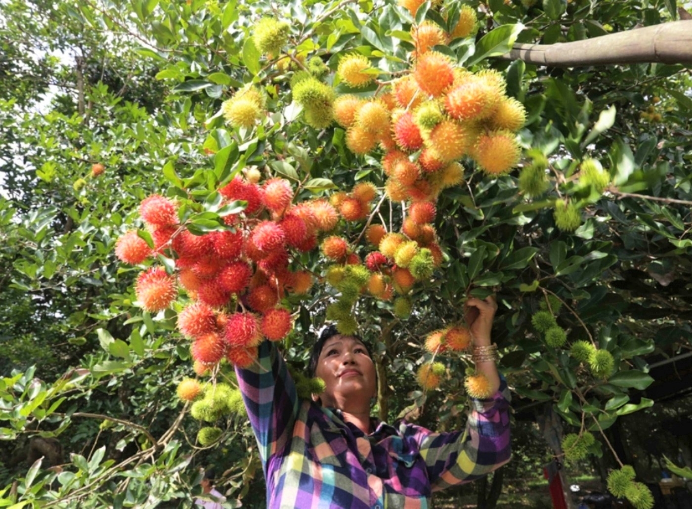 Về Cù lao Minh trải nghiệm du lịch miệt vườn