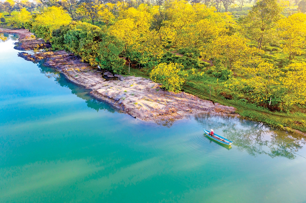 Tây Hồ rực sắc muồng vàng