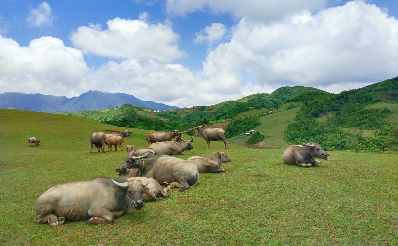 Thảo nguyên xanh bất tận tại Phan Thanh, Nguyên Bình