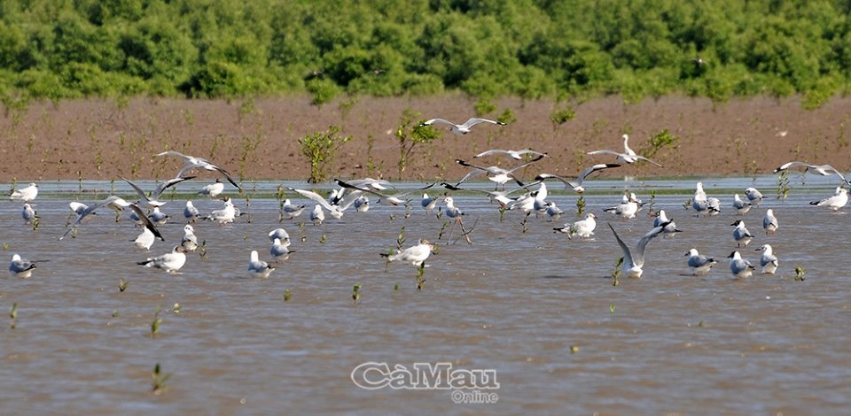 Những cánh chim Ðất Mũi