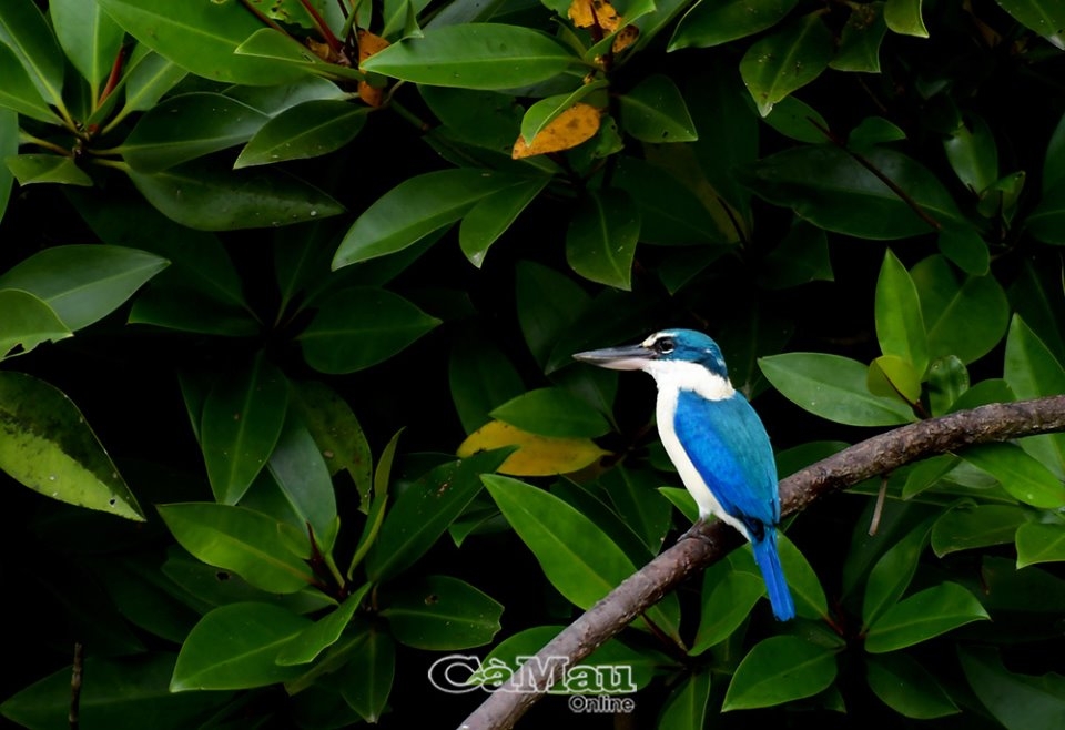 Những cánh chim Ðất Mũi