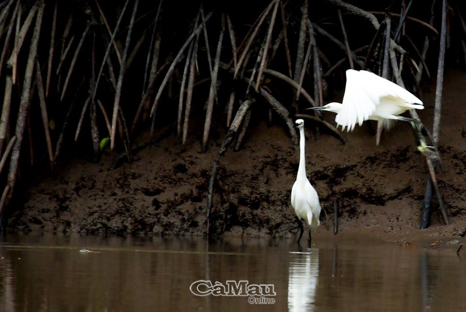 Những cánh chim Ðất Mũi