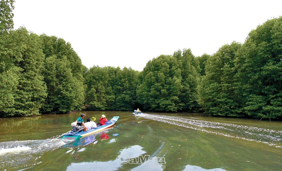 Những cánh chim Ðất Mũi