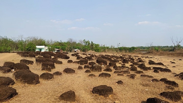 Lộc Ninh - Vùng đất biên giới Tây Nam giàu bản sắc