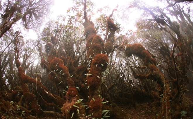 Thiên đường Tà Xùa