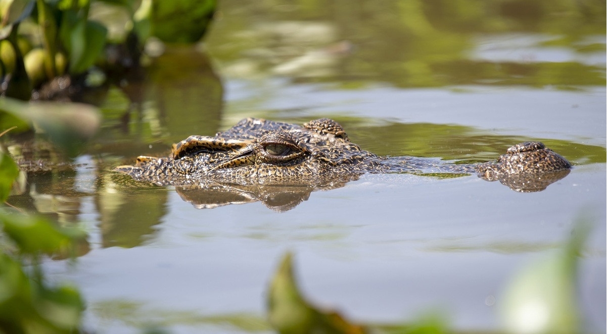 Khám phá Bàu Sấu (VQG Cát Tiên) - Trái tim của rừng