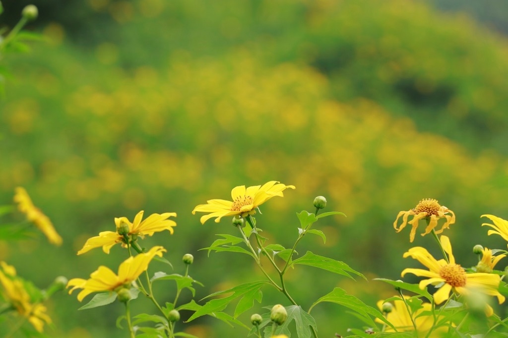 Dã quỳ “nhuộm” vàng khắp núi rừng Tây Bắc