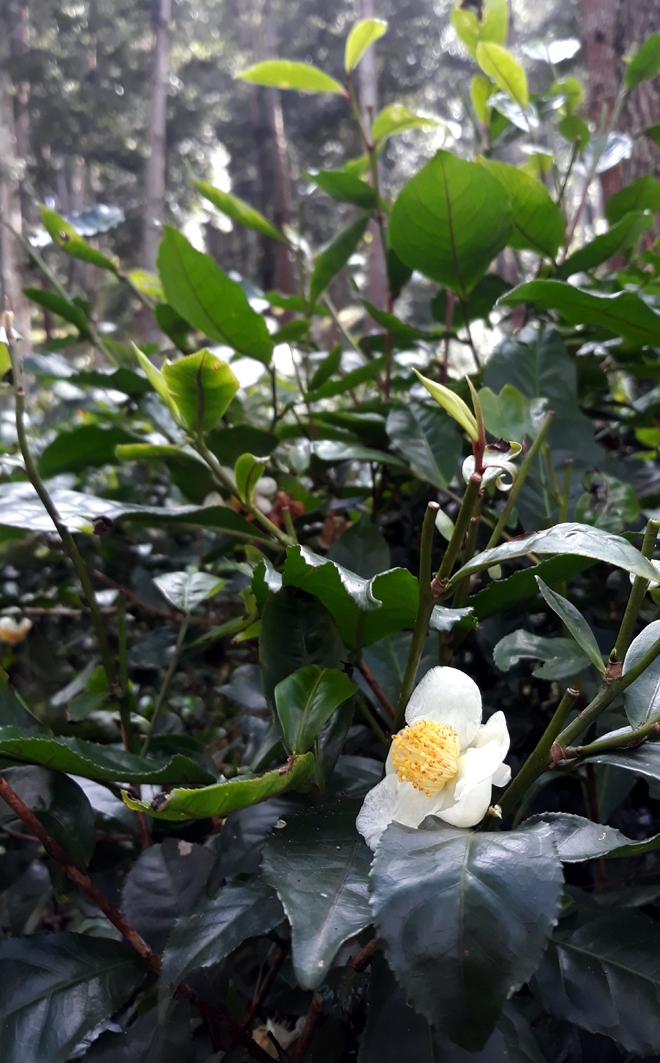 Đồi thông Eo Gió - Điểm đến hòa mình vào thiên nhiên