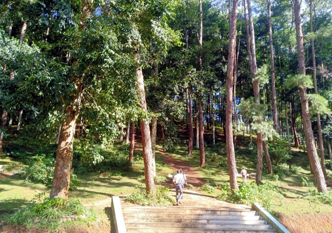 Đồi thông Eo Gió - Điểm đến hòa mình vào thiên nhiên