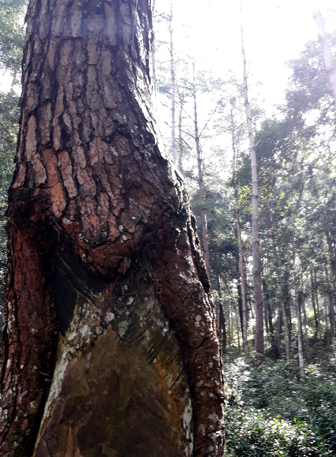 Đồi thông Eo Gió - Điểm đến hòa mình vào thiên nhiên