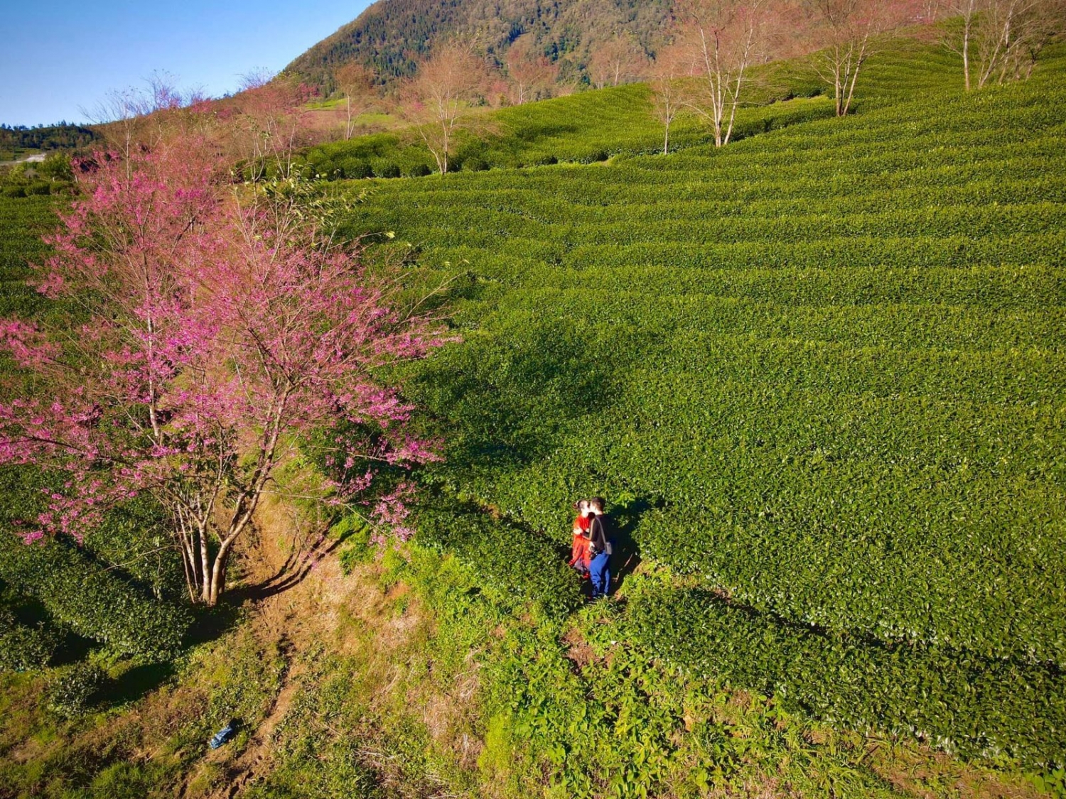 Mùa hoa anh đào tuyệt đẹp ở Sa Pa