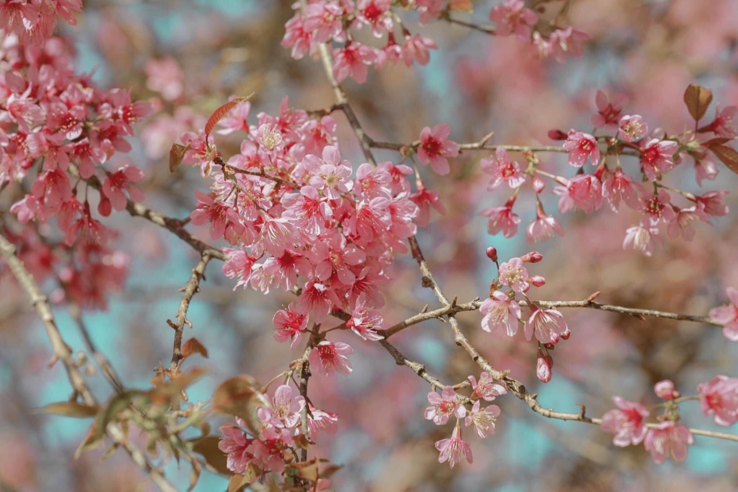 Mùa hoa anh đào tuyệt đẹp ở Sa Pa