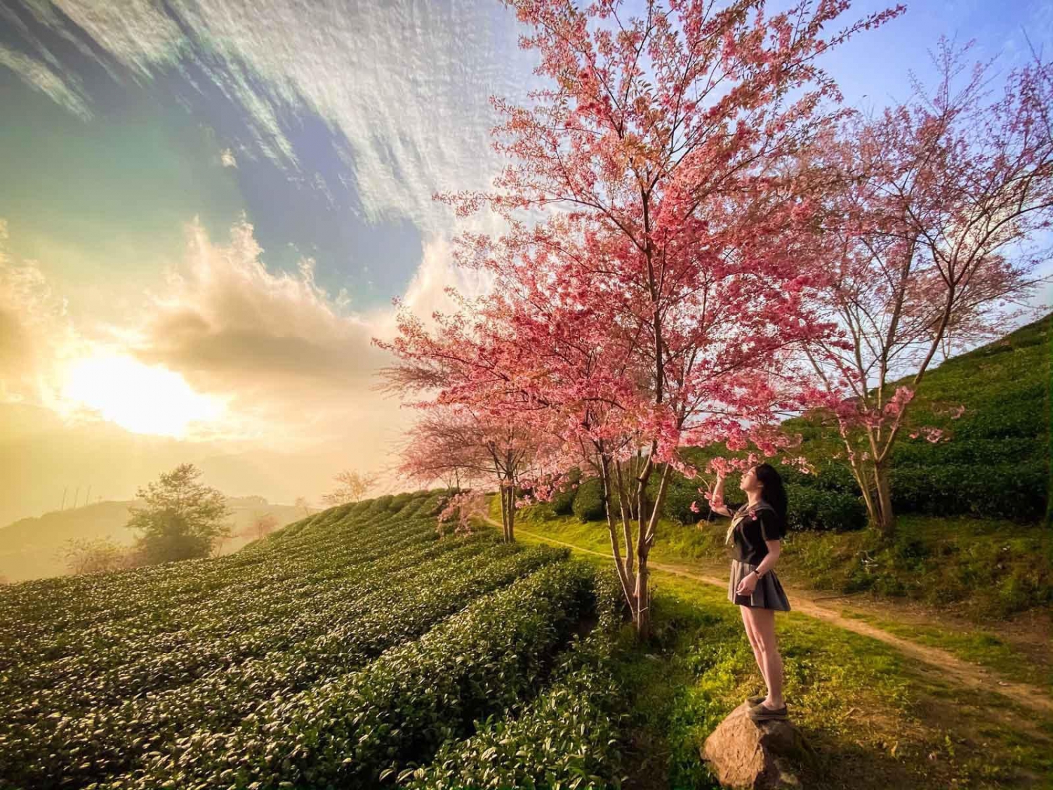 Mùa hoa anh đào tuyệt đẹp ở Sa Pa