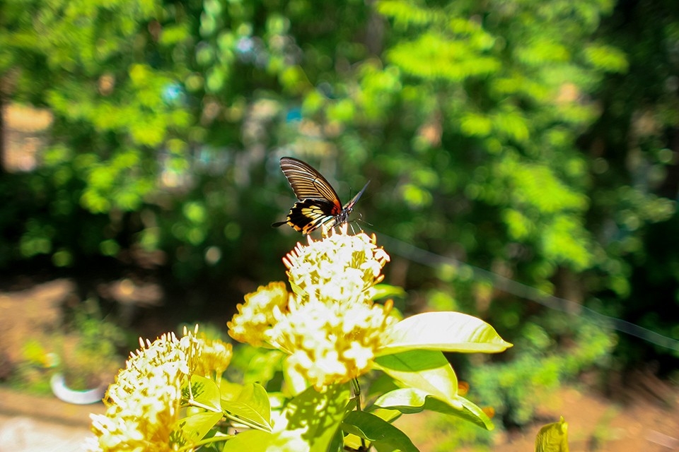 Về Buôn Ma Thuột... hưởng nắng gió cao nguyên