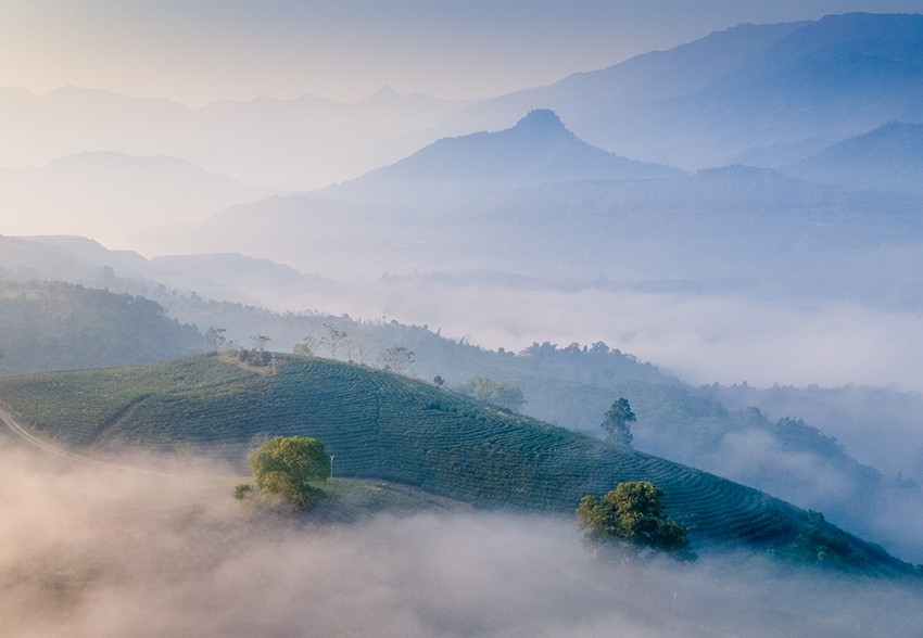 Ngắm bình minh tuyệt đẹp trên đồi chè giữa lòng thành phố Lào Cai