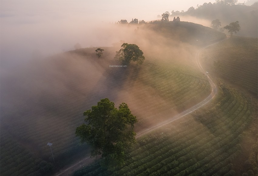 Ngắm bình minh tuyệt đẹp trên đồi chè giữa lòng thành phố Lào Cai