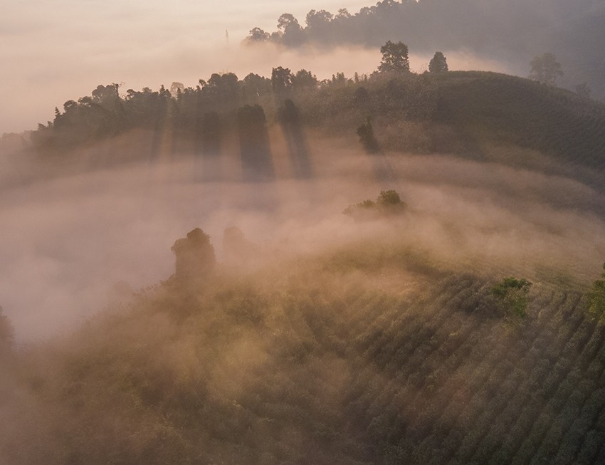 Ngắm bình minh tuyệt đẹp trên đồi chè giữa lòng thành phố Lào Cai