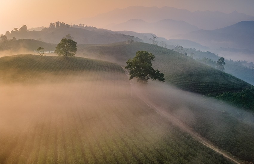Ngắm bình minh tuyệt đẹp trên đồi chè giữa lòng thành phố Lào Cai