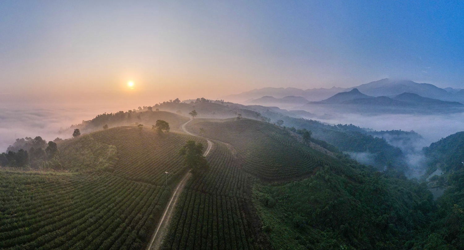 Ngắm bình minh tuyệt đẹp trên đồi chè giữa lòng thành phố Lào Cai