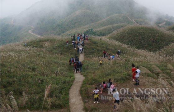 “Thiên đường cỏ lau” Đình Lập: Tiềm năng chưa được đánh thức