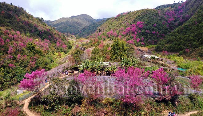 Mù Cang Chải: Tớ Dày nhuộm thắm non cao