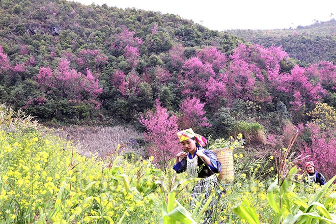 Mù Cang Chải: Tớ Dày nhuộm thắm non cao