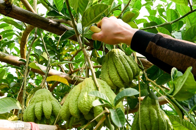 Ghé thăm vựa phật thủ lớn nhất miền Bắc những ngày cận Tết Nguyên đán - 2
